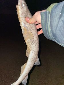 Lesser Spotted Dogfish (Small Spotted Catshark)