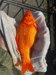 African Red Snapper