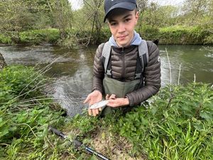 Sea Trout