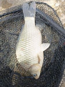Prussian Carp