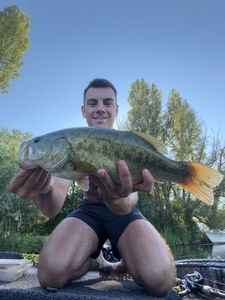 Largemouth Bass