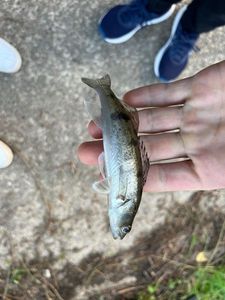 Zander