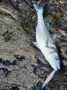 European Bass (Seabass)