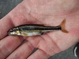 Common Minnow