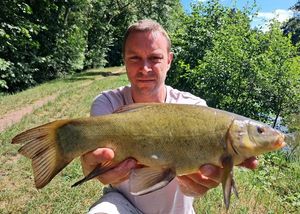 Tench