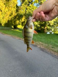 European Perch