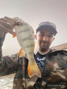 European Perch