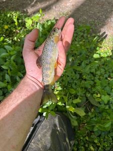 Brown Trout