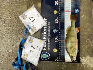 European Perch