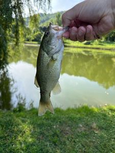 Smallmouth Bass