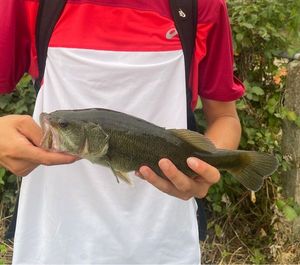 Largemouth Bass