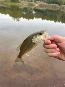 Largemouth Bass