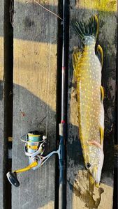 Northern Pike