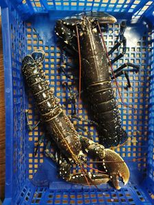 European Lobster