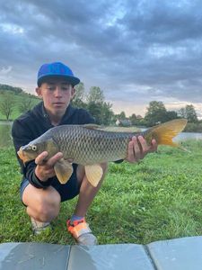 Common Carp