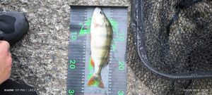 European Perch