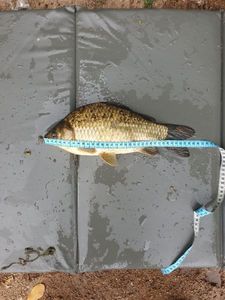 Crucian Carp
