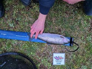 Rainbow Trout