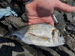 Gilthead Seabream