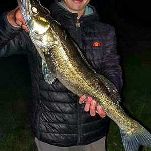 Zander