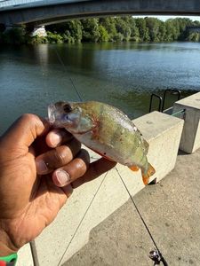European Perch