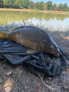 Leather Carp