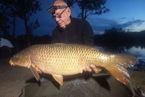 Common Carp
