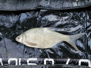 Common Bream