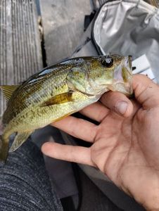 Largemouth Bass