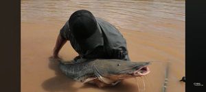 Blue Catfish