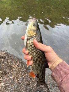 Chub