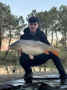 Common Carp