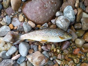 Brown Trout