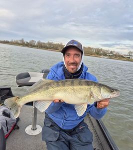 Zander
