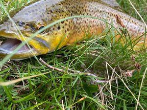 Brown Trout
