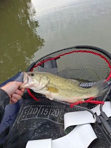 Largemouth Bass