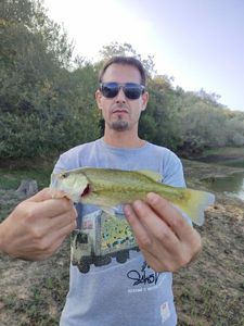 Largemouth Bass