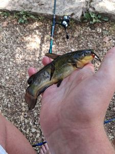 Black Bullhead