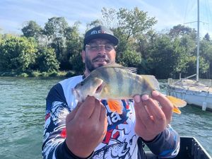 European Perch