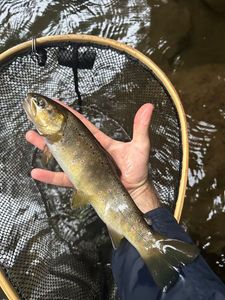 Brown Trout