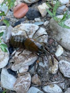 Spinycheek Crayfish