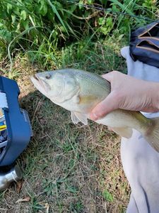 Largemouth Bass