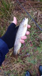 Brown Trout