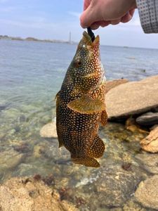 Ballan Wrasse