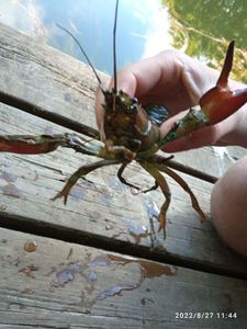 Spinycheek Crayfish