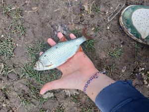 Roach