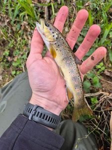 Brown Trout