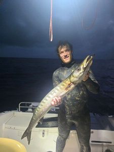 Great Barracuda