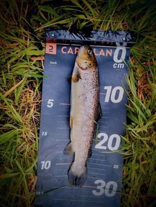 Brown Trout
