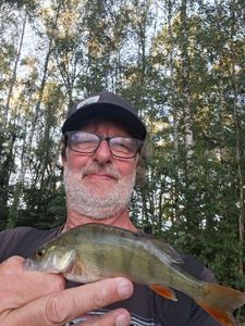 European Perch
